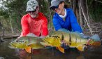 Amazon River fly fishing trips