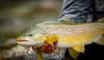 New Zealand fly fishing