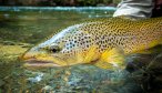 Wild brown trout NZ