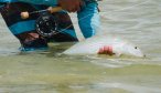 Christmas island fly fishing bonefish on flats