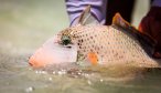 Christmas island fishing trigger fish