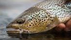 Chime Lodge brown trout