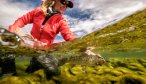 Brown Trout release in Argentina