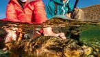 Release trout