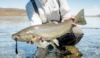 Big fish Argentina