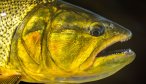 Pira Lodge golden dorado 2