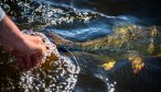 Golden Dorado release