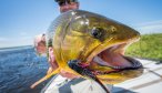 Golden Dorado fly