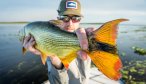 dorado tail