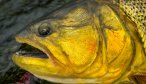 Golden Dorado