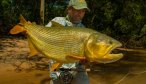 Golden Dorado