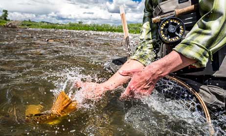 Yellowstone River fly fishing report