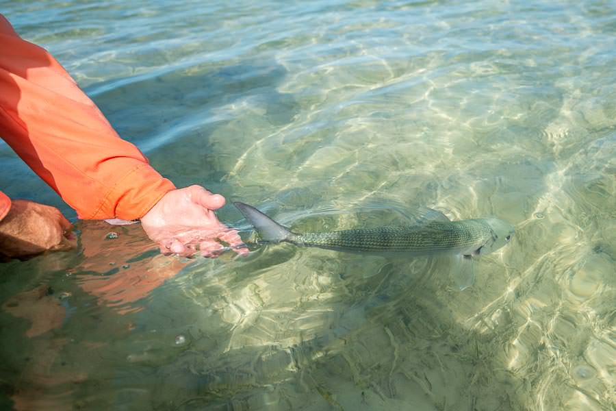 Releasing a nice bonefish in the Souther Marls of Abaco