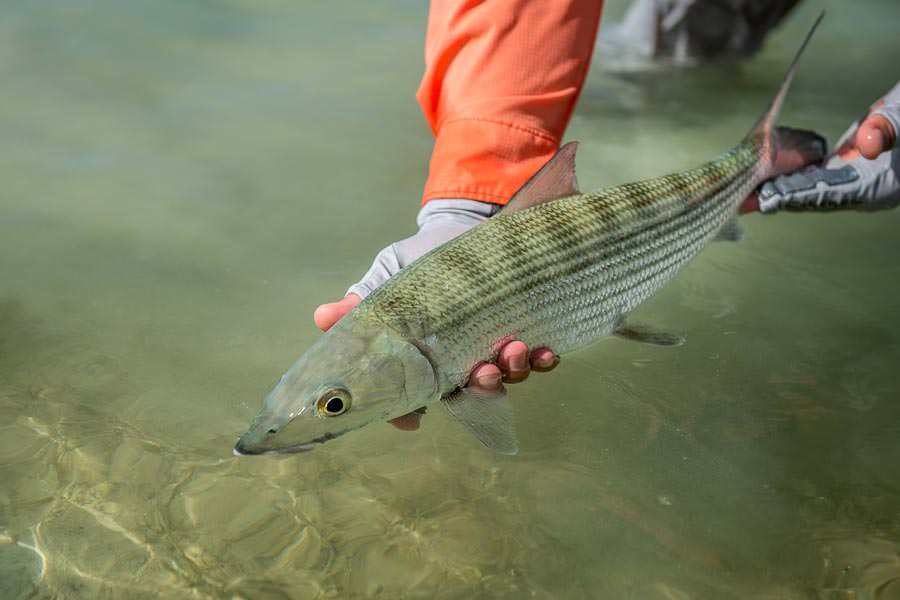 Releasing a nice bone