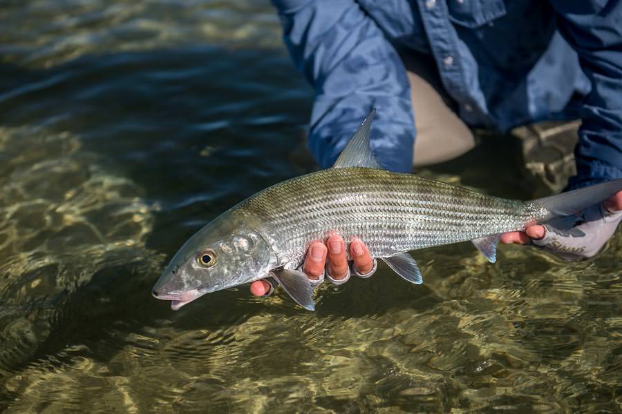 A nice ocean side bonefish.  The big ones got away on our final day but this nice fish still took me into my backing