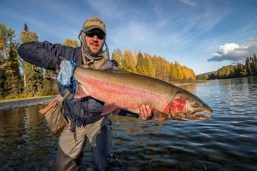 Steelhead pushing 30lbs lurk in the waters of the Sustut River Stu with a wild trophy buck steelhead