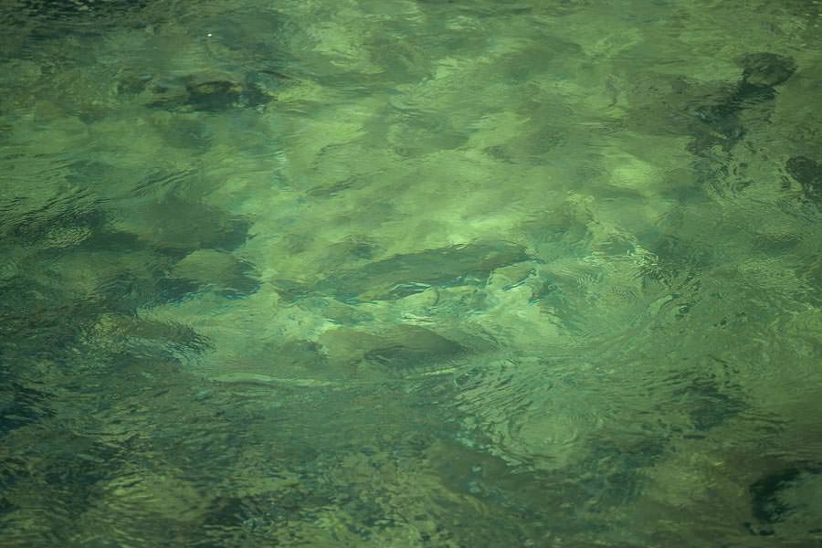 Sight fishing to wild trophy steelhead Sight fishing to wild trophy steelhead