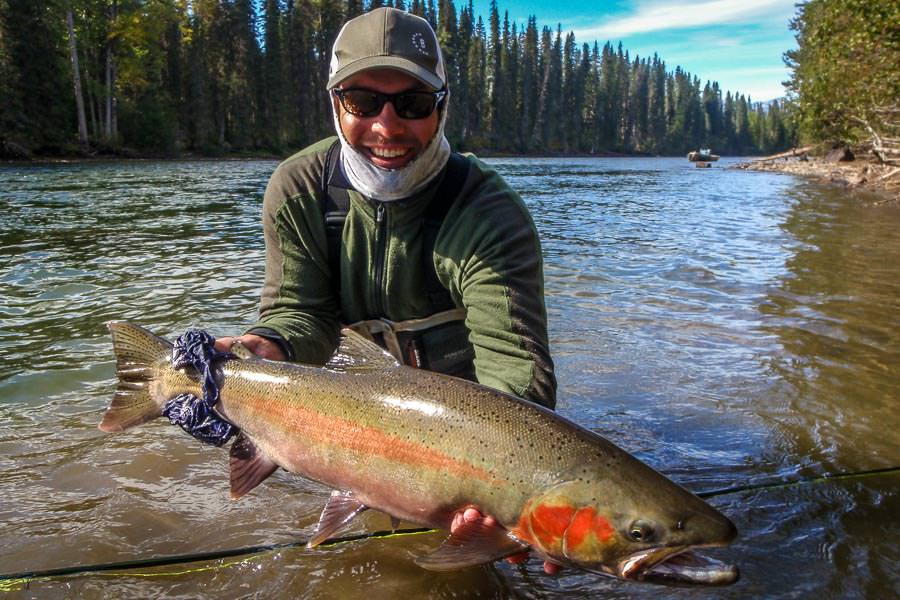 Wild buck steelhead from the Sustut River Solid buck caught on a skated dry