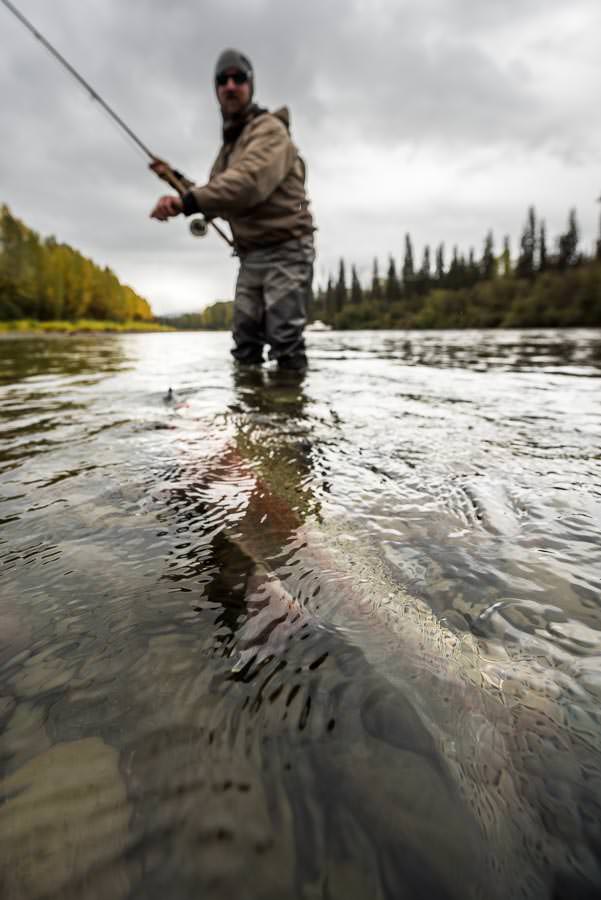 Carefully landing a Sustut River wild steelhead Carefully landing a Sustut River wild steelhead
