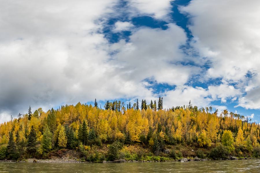 Prime fall colors lining the Sustut river bank