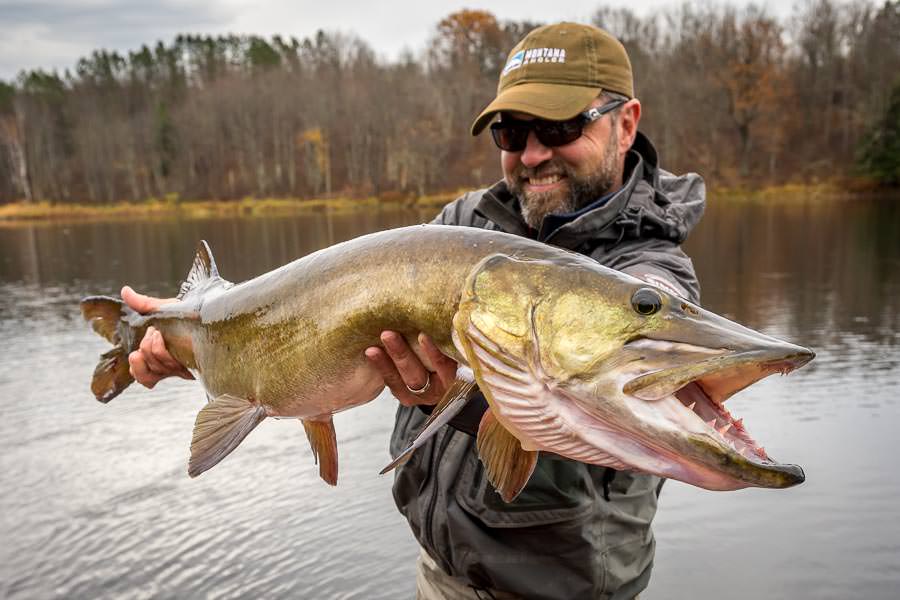 A big fly caught musky!