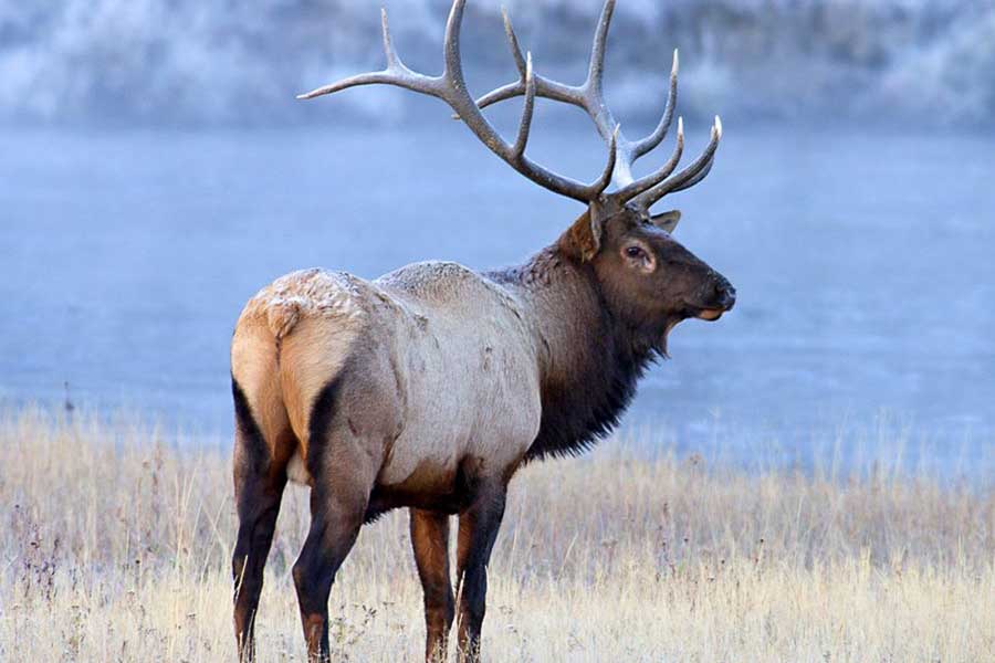 The sound of Elk bugling is common in September
