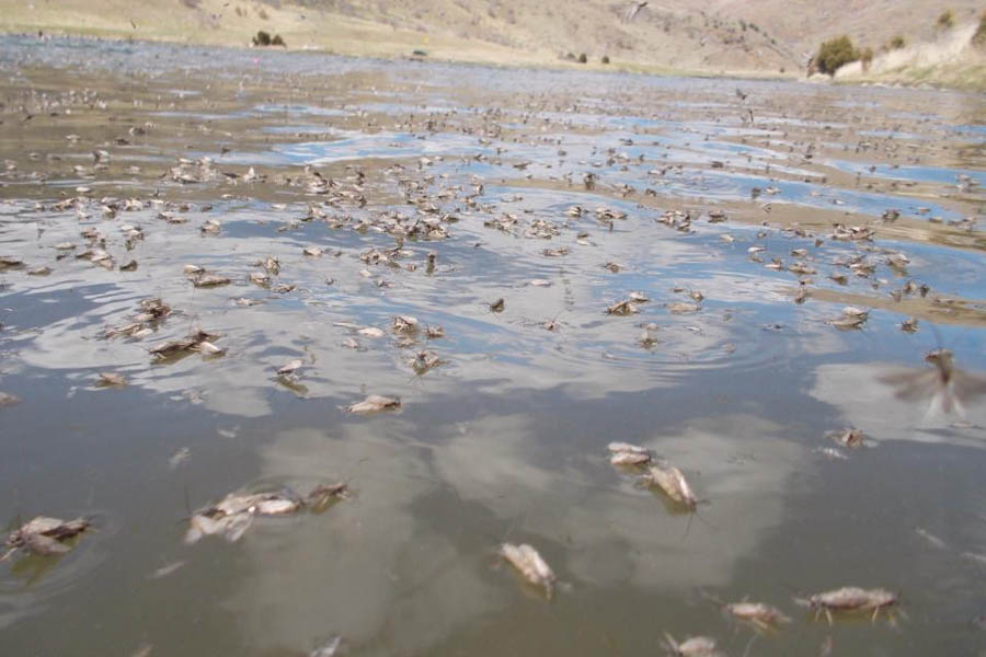 Caddis Flotilla on the Lower Madison