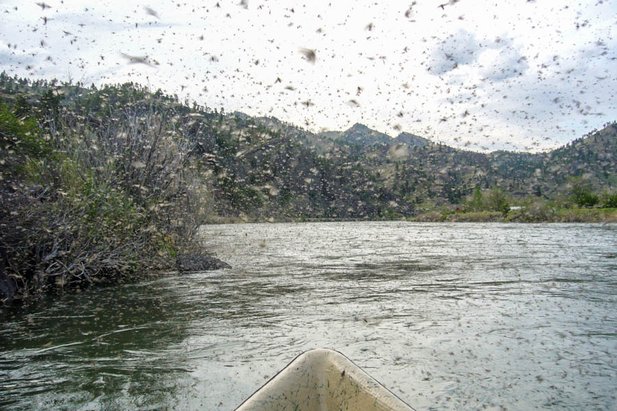 Caddis Blizzard on the 'Stone