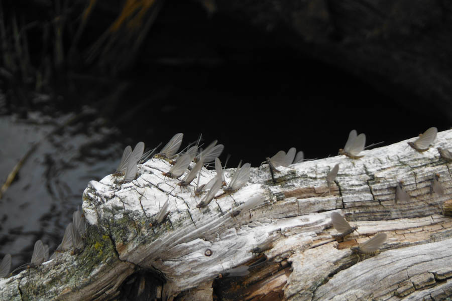 Blue Winged Olive's are the first major hatch of the year on the Yellowstone River