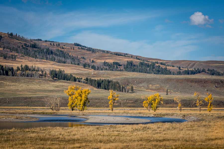 Lamar River YNP Fall Colors on the Lamar