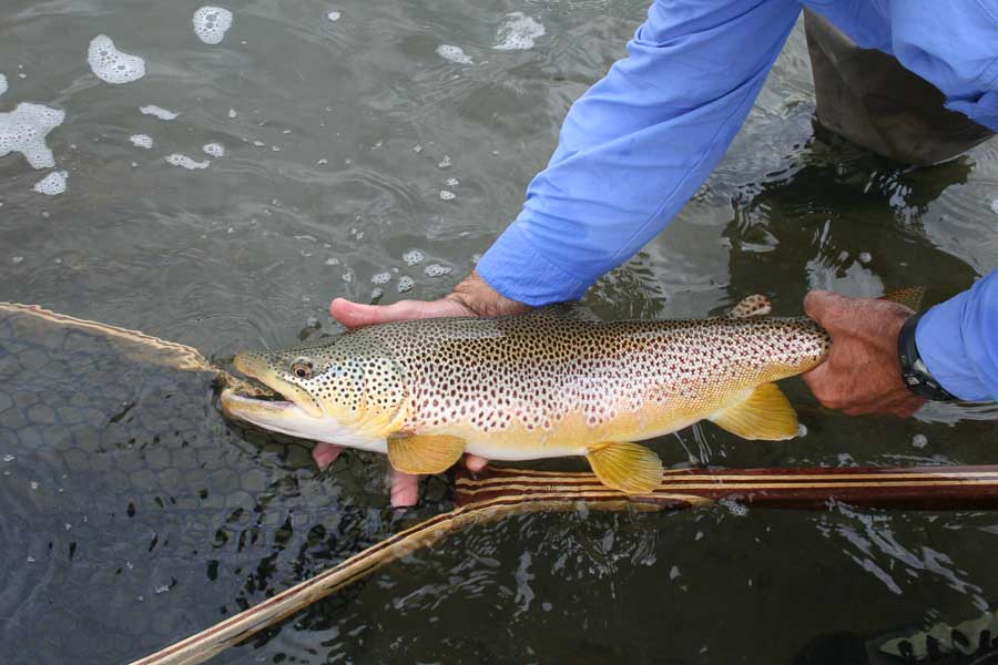 Spring is one of the best times of year to target large trout