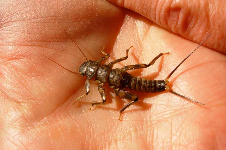 Stonefly nymphs are an important food source on the Gardner