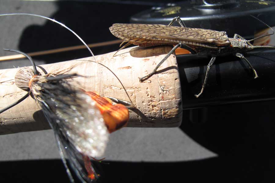 Salmonfly Hatch Matching the hatch