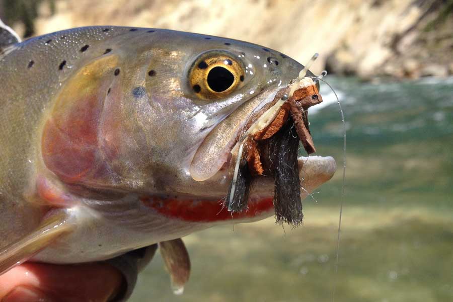 August Fly Fishing August Cuttie on a hopper