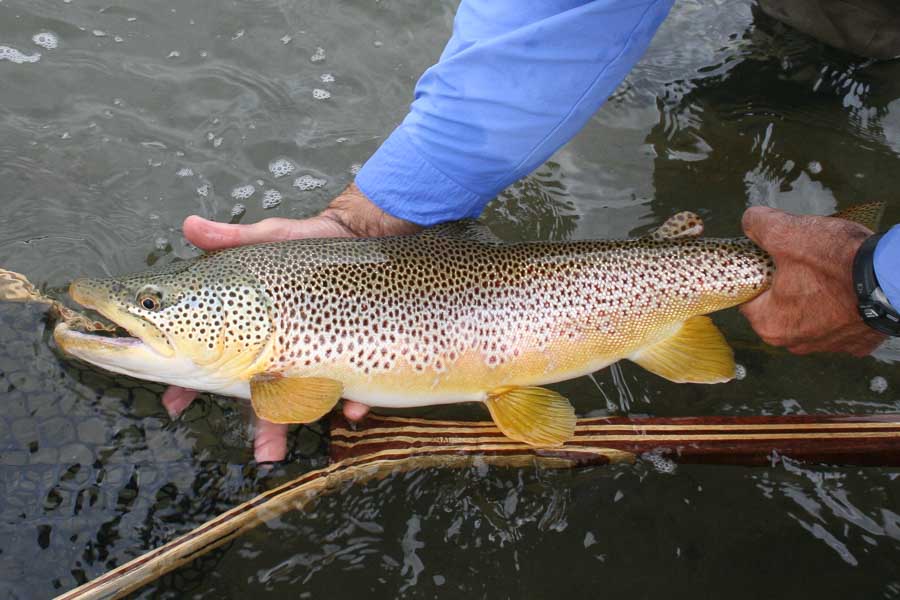 Big trout tend to be on the hunt when the water is up