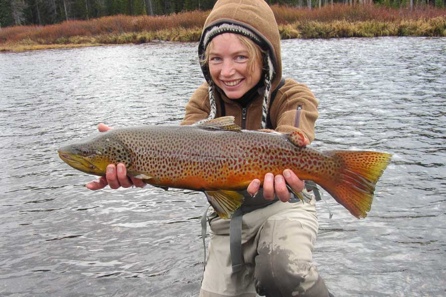 Yellowstone Park Brown Late October Yellowstone Park Brown
