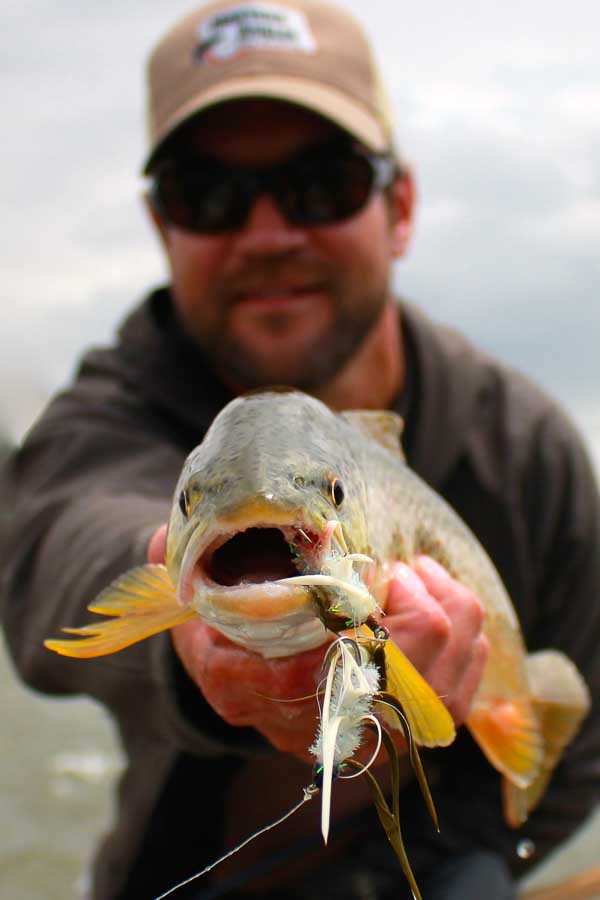 Madison River Fly Fishing Streamer Eater!