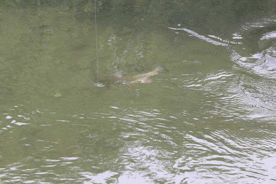 Yellowstone Park Fly Fishing Brook Trout are plentiful in small streams throughout the Park