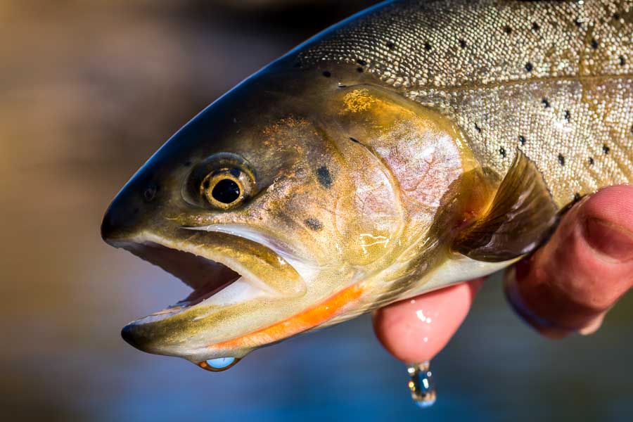 Lamar River Cutthroat