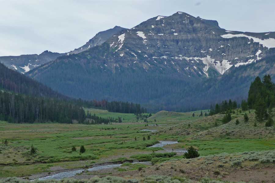 The Lamar Valley is the place to be mid-Summer