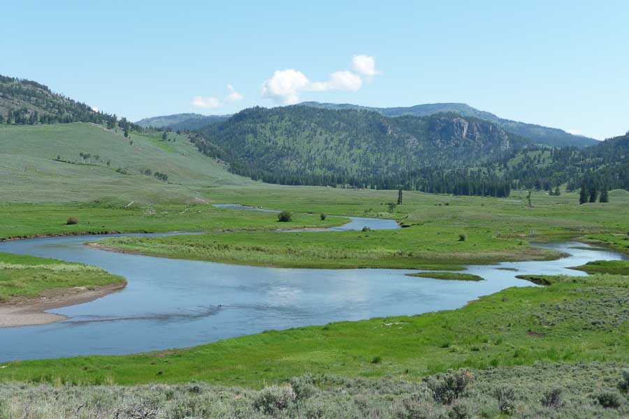 The Meadows of the Lamar Valley in August