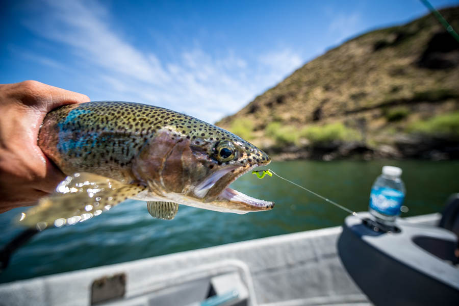 Eager rainbows inhaled our willow worms all day long.  The trout preferred cruising the slower eddies