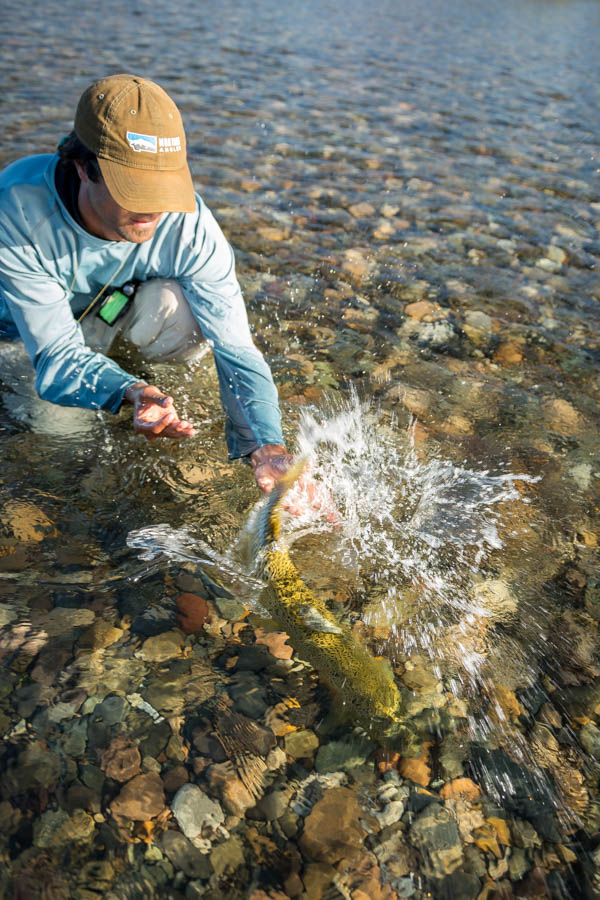 Releasing a large brown trout PRG head guide Alex Knull releases a 25" brown caught on a large dry fly