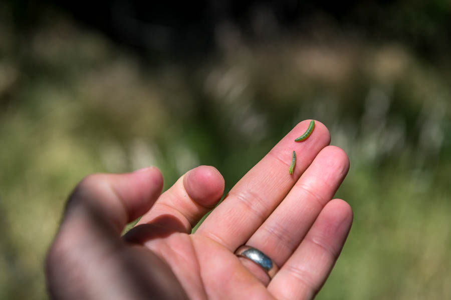 Willow worms are the larva of a small moth.  The worms are bright green and eat the leaves of the willows.  With the slightest breeze they drop into the water to the joy of hungry trout