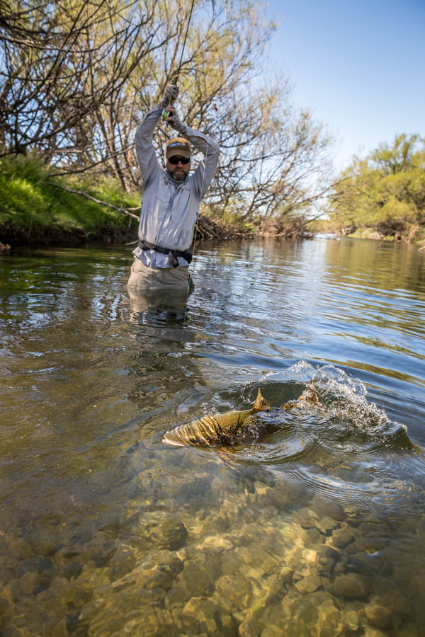 Collon Cura side channels Stalking big browns on foot in the many spring creek like side channels of the Collon Cura proved effective