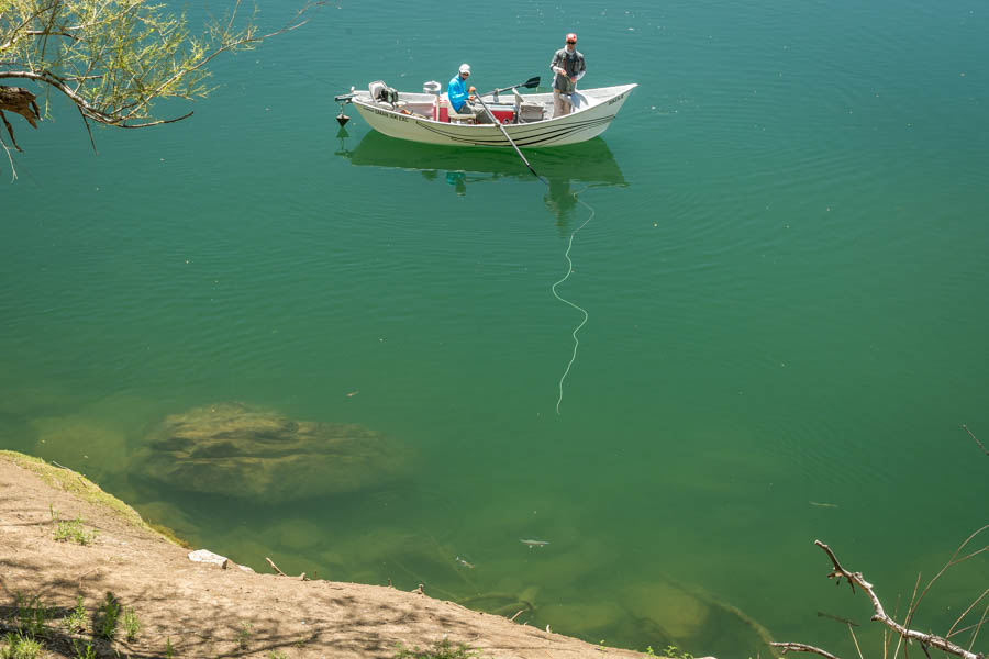 Willow worms in Argentina Look closely at all of the cruising trout hunting worms below the willows