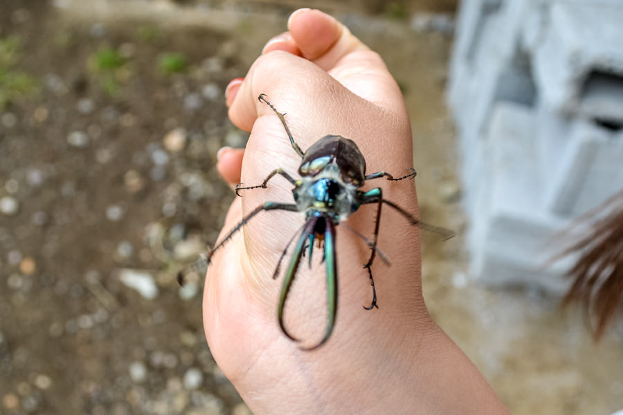 Cantaria Beetles as big as your head...well maybe not quite that big but you get the point