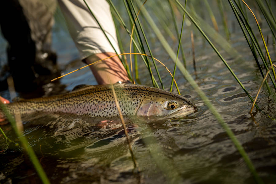 One of many nice rainbows landed at Lago Tres on our first day in Rio Pico