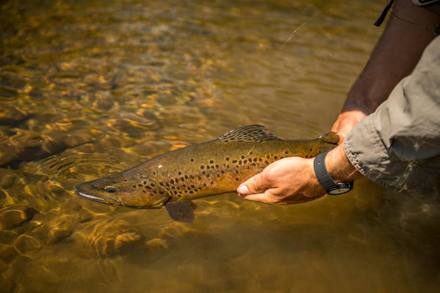 An average brown on this particular spring creek.  Most of the fish we landed were in the 17-19" range although we spotted three big browns well over 20" during the day