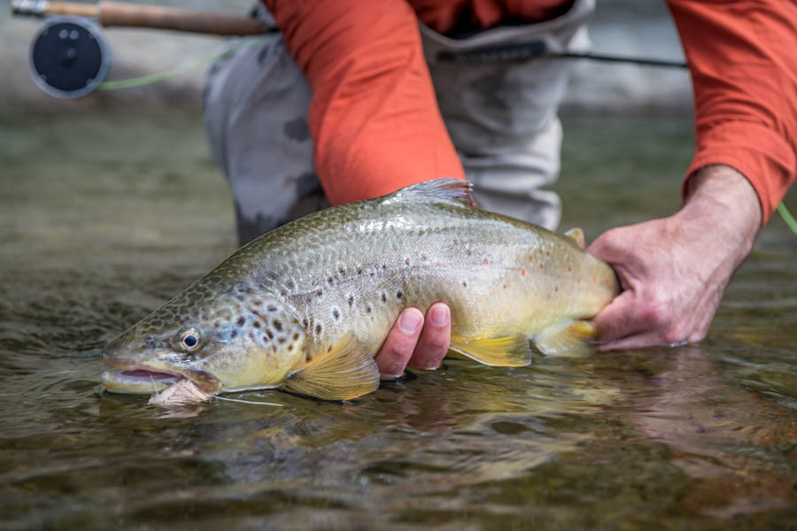 Mousing for big browns in Argentina We spent most of the day walking the banks of the deeper pools looking for big browns. Although we missed our chances at some of the bigger fish, this nice brown couldn't resist the temptation of a mouse twitched across the surface